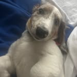 Bobby Steele - @bobbysteele380 - Instagram
