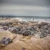 Bob Swan - @bob.swan - TikTok