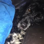 Bobby Thomson - @bobthatsadog - Instagram