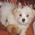 Bobby Vega - @bobbyvega4 - Instagram