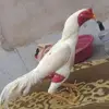 Bob Vicente - @bob.vicente - TikTok