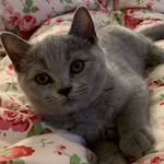 @bobby_wild_cat - Instagram