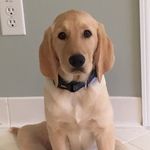Bodie - @bodie_king_of_dogs - Instagram