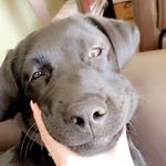 Bodie King Gleckman🐾 - @bodie.gleckman - Instagram