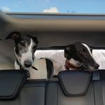 King And Bodie🦴 - @kingandbodie - Instagram