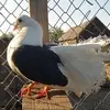 Bogdan Pop - @bogdan.pop30 - TikTok