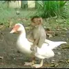 bolinhu - @bolinhu_antidrogas - TikTok
