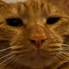 bolinlee - @bolinlee - TikTok
