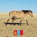 Bolor Baatar - Facebook