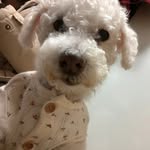 @bom_cho - Instagram