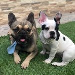 BACON Y BONNIE🐾 - @baconybonniegr - Instagram