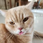 Bonnie_Bacon_Baron_Bellmos - @bonniebaconandbaron - Instagram