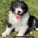 Bonnie the Bordoodle - @bonnie_ball_ - Instagram