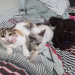 BONNIE, RANNY E BENJAMIN - @_princesoscats - Instagram