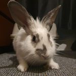 Bonnie&Benjamin - @benji_bonnie_buddies - Instagram