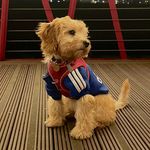 Bonnie Black - @bonnie_black_thecockapoo - Instagram