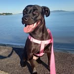 Bonnie - @bonnieblackdog - Instagram