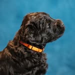 Bonnie - @bonnieblackterrier - Instagram