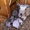Bonnie Brook Farm - @bonniebrookfarm - TikTok