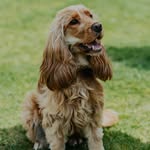 Bonnie Brooks (BB)🐾🐶 - @bonnietbrooks - Instagram