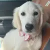 Bonnie Brooks_English cream - @bonniebrooks_golden - TikTok
