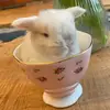 BonniebrookBunnies - @bonniebrookbunnie - TikTok