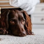 Bonnie Buckland - @bonniebuck.cockerspaniel - Instagram