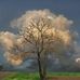 Bonnie Cantrell Stitz - Facebook