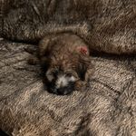 Bonnie Chambers - @chambers_bonnie - Instagram