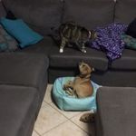 AdventuresofEmmy&Bonnie&dash - @adventuresofemmyandbonnie - Instagram