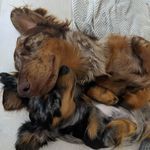 BONNIE and DASH 💃🕺🐶 - @bonnie.and.dash - Instagram
