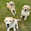 Bonnie, Dash, Doug & Willow - @the_gold.tastic_four - TikTok