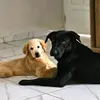 BonnieyDash - @bonnieanddash - TikTok