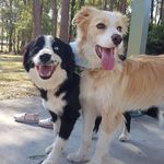 D A S H & B O N N I E - @dash_bonnie_border.collies - Instagram