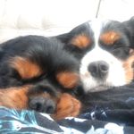 Dash and Bonnie’s Cav Life - @dash_and_bonnie - Instagram