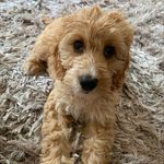 Bonnie🐶 - @bonniedays_ - Instagram