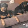 Rottweiler69 - @bonniedewitt639 - TikTok