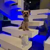 Bonnie el yorkie - @bonnie.el.yorkshire - TikTok