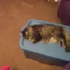 bonnbonn - @bonniehauge - TikTok