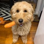 Bonnie Herbert Haig - @bonthedoodle - Instagram