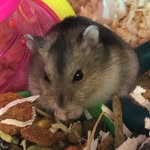 Bonnie Howell - @lady_luna2020_hamster - Instagram