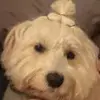 Bonnie Howell - @bonnie.howell609 - TikTok
