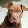 Bonnie Kirkpatrick - @bonniekirkpatric3 - TikTok