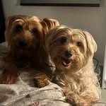 @koko_bonnie_yorkies - Instagram