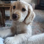 The adventures of Bonnie 🐾 - @bonnielonglegs - Instagram