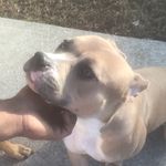 Bonnie Marks - @bonnie_da_pitbull - Instagram