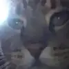 Bonnie dolphin shit 🐬 - @bonniefartmatter - TikTok