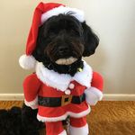 Bonnie McCarthy - @bonbon_woofer - Instagram
