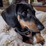 Bonnie Moss Norton - @mrsbonnienorton1 - Instagram
