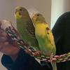 Bonnie and Pepper - @parrottok - TikTok